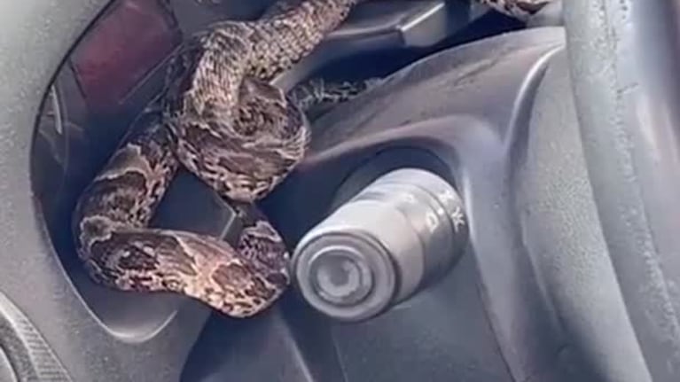 Encontró una víbora arriba del tablero del auto