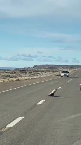 El rescate de un lobo marino en plena ruta