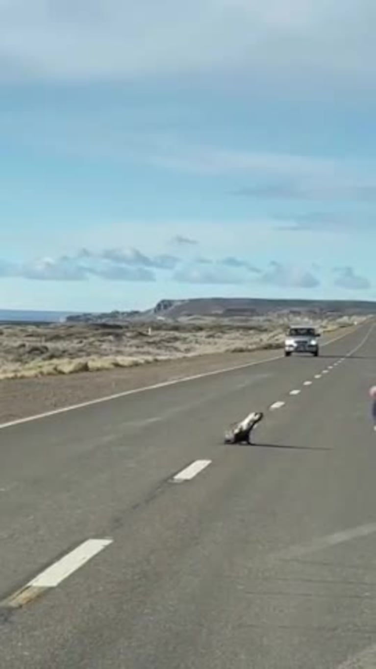 El rescate de un lobo marino en plena ruta