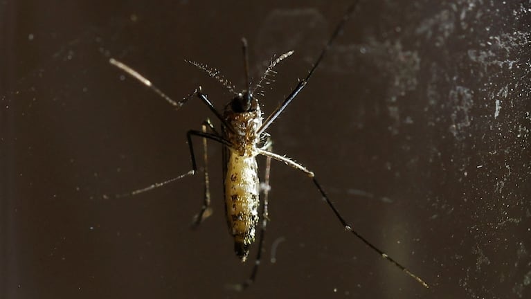 La calefacción en las casas, una condición óptima para que los mosquitos adultos sobrevivan