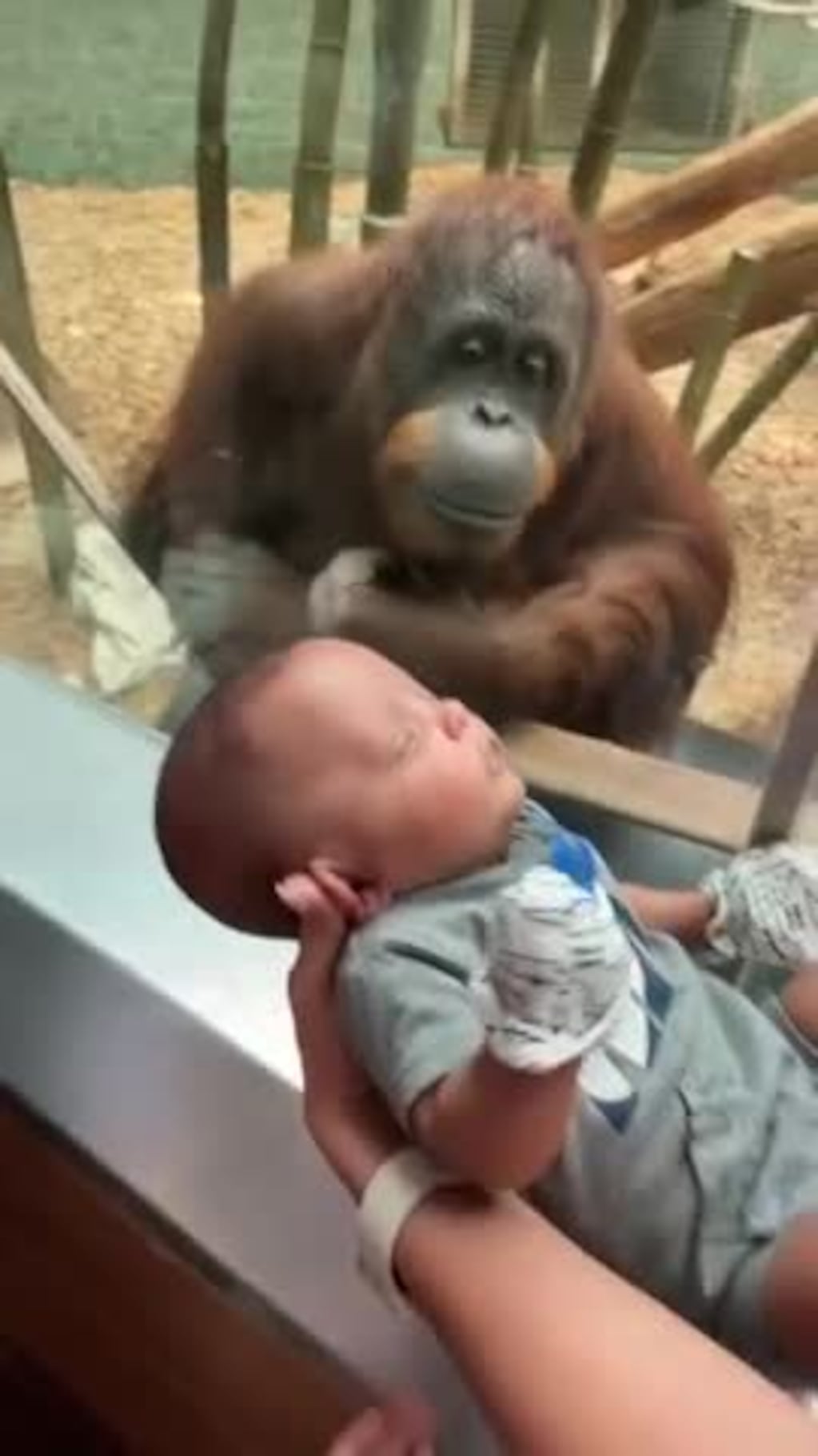 El tierno momento de un orangután con un bebé