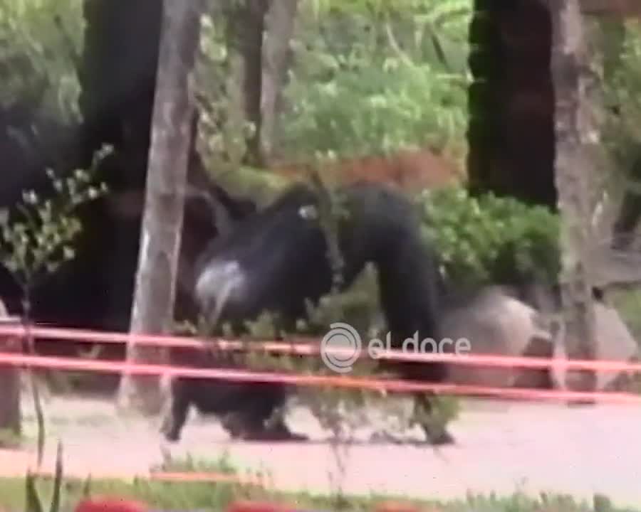 La fuga del mono Silvio en 1996