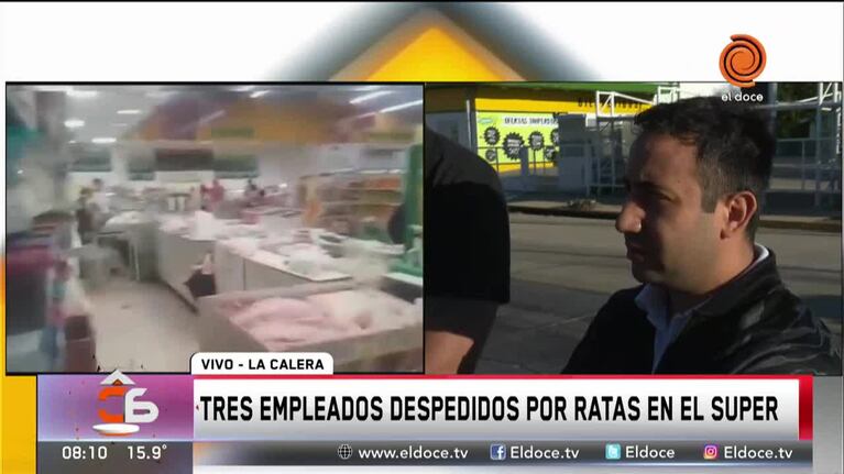Denuncian despidos irregulares tras aparición de ratas