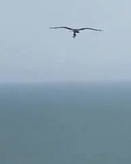 Un águila cazando un tiburón en Florida