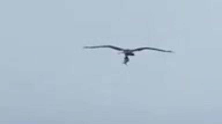 Un águila cazando un tiburón en Florida