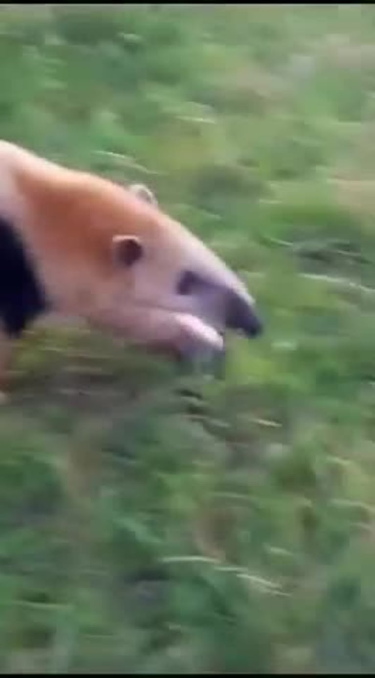 Un oso melero enfrentó a un grupo de vacas