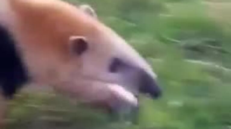 Un oso melero enfrentó a un grupo de vacas