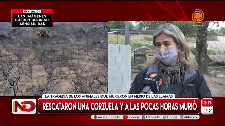 Murió la corzuela rescatada en medio del fuego en el norte cordobés