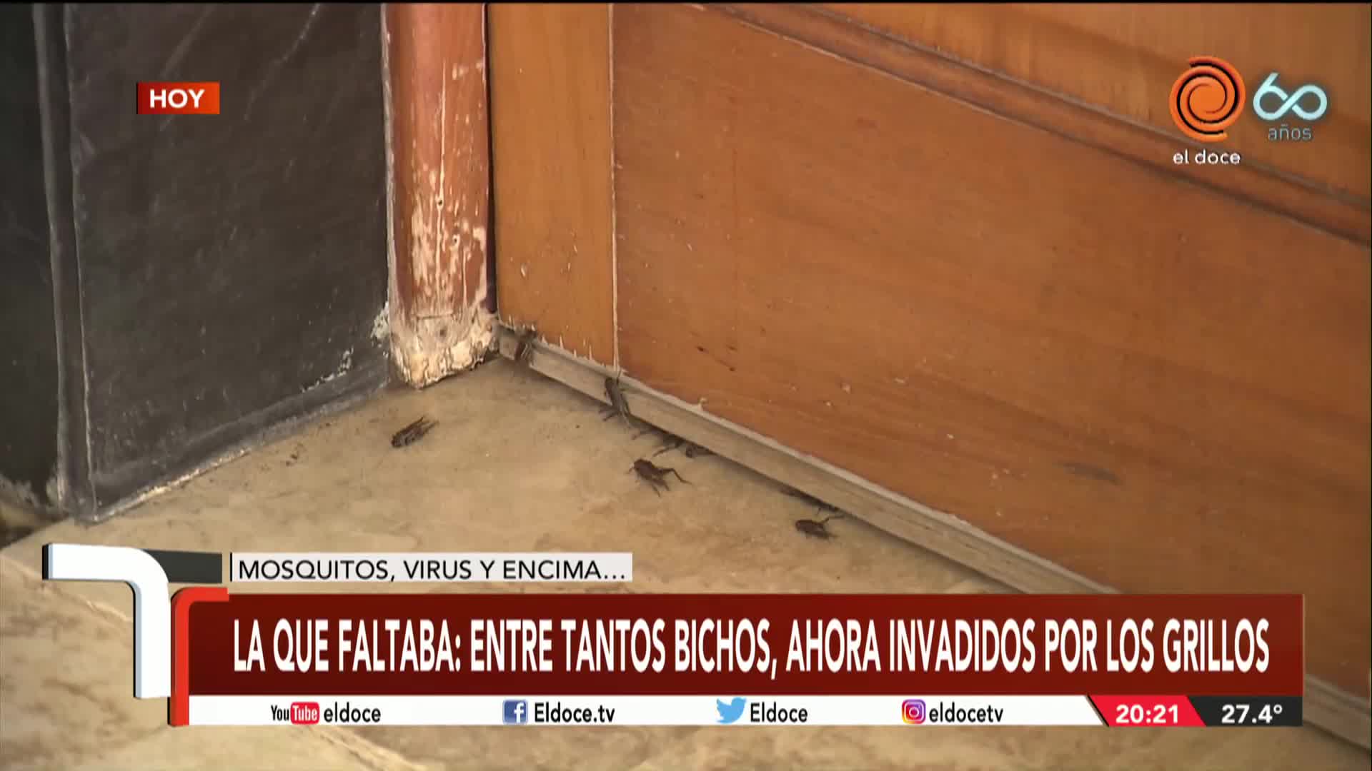 Vecinos de barrio Alto Alberdi invadidos por los grillos