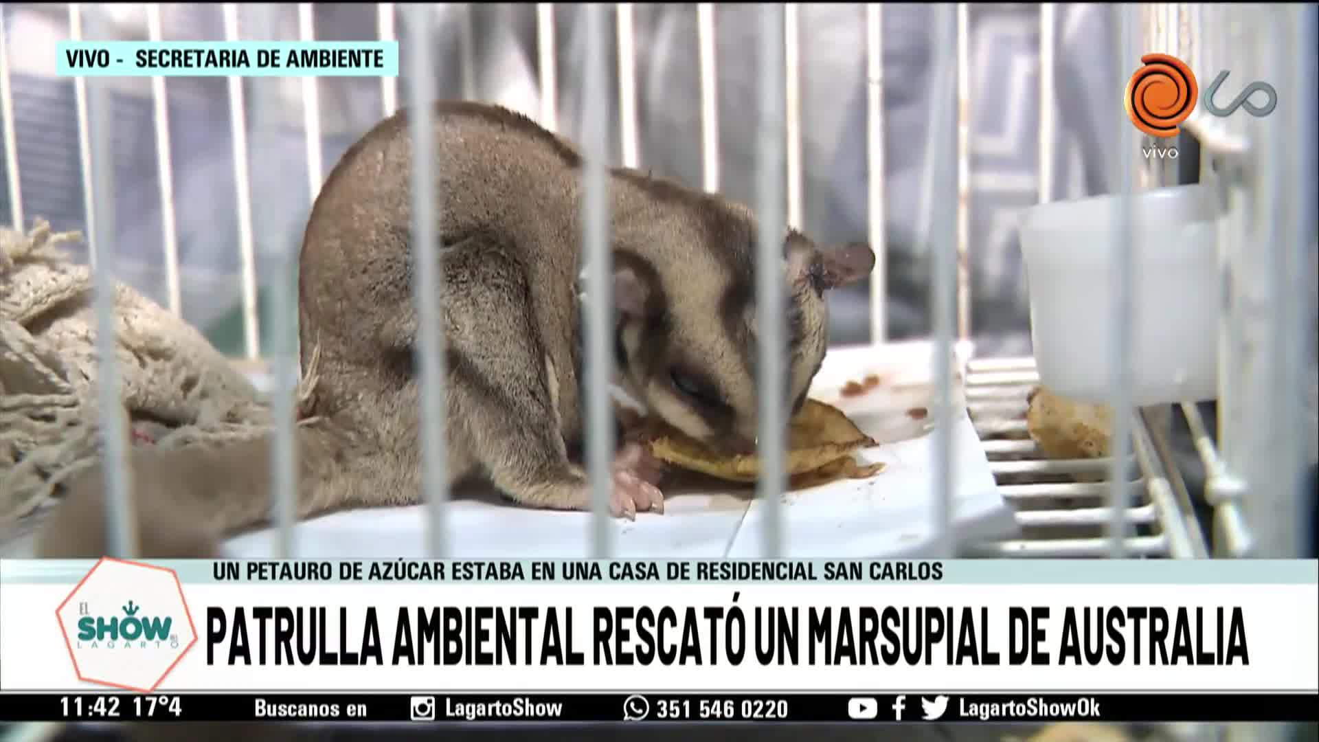 Encontraron en Córdoba un Petauro del Azúcar oriundo de Australia