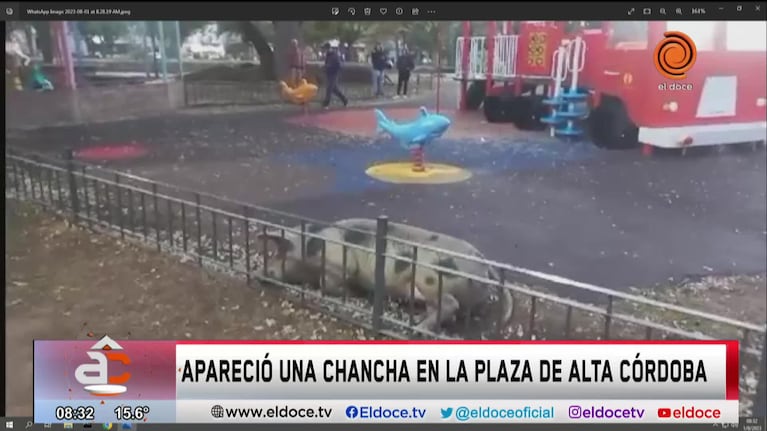 Una chancha se escapó y recorrió las calles de Alta Córdoba