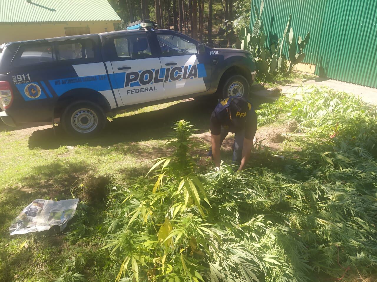 Video: 20 hectáreas de marihuana en las Sierras de Córdoba