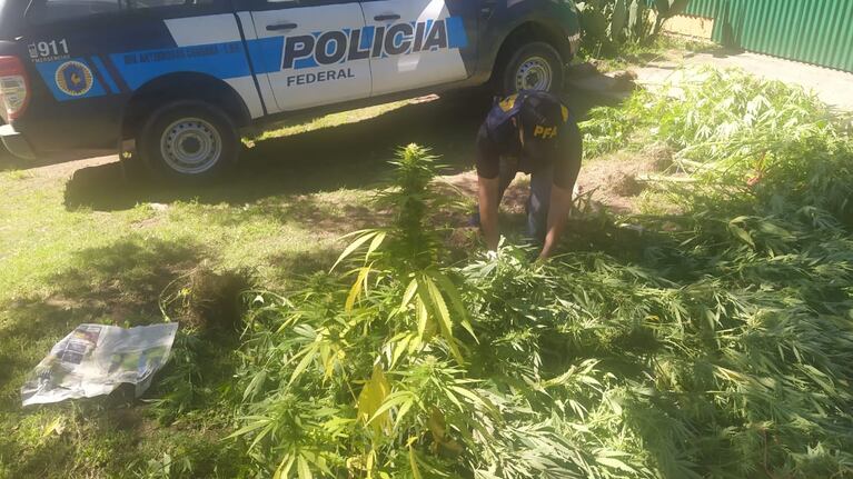 Video: 20 hectáreas de marihuana en las Sierras de Córdoba