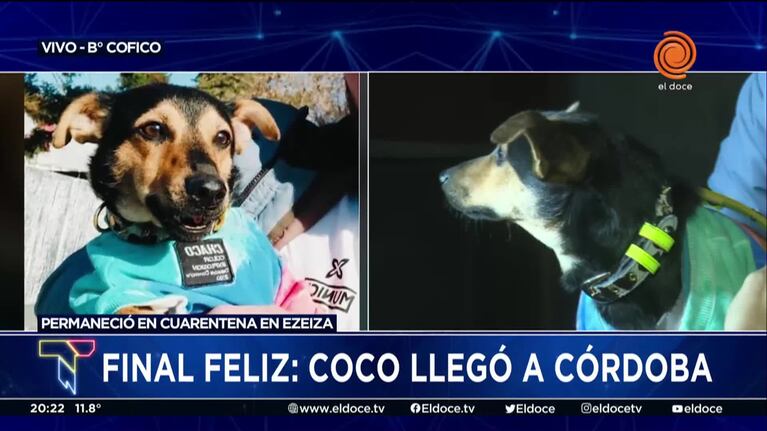 Así llegó Coco a su casa de barrio Cofico en Córdoba