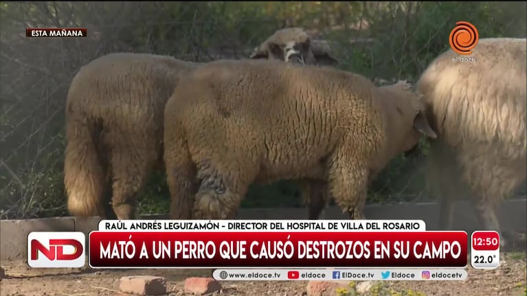 Exclusivo: habló el director del hospital que mató al perro