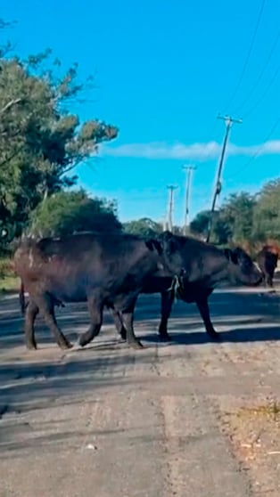 Las vacas complicaron el tránsito en Córdoba