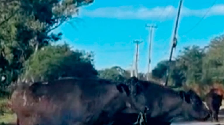 Las vacas complicaron el tránsito en Córdoba