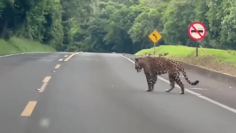 Un yaguareté se cruzó en la ruta a las Cataratas