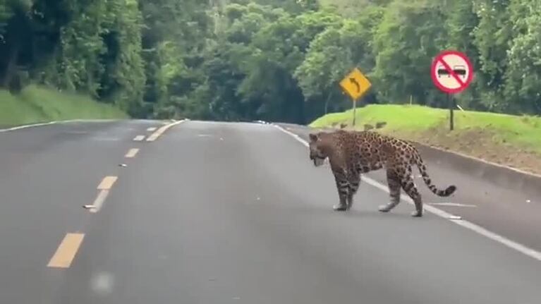 Un yaguareté se cruzó en la ruta a las Cataratas