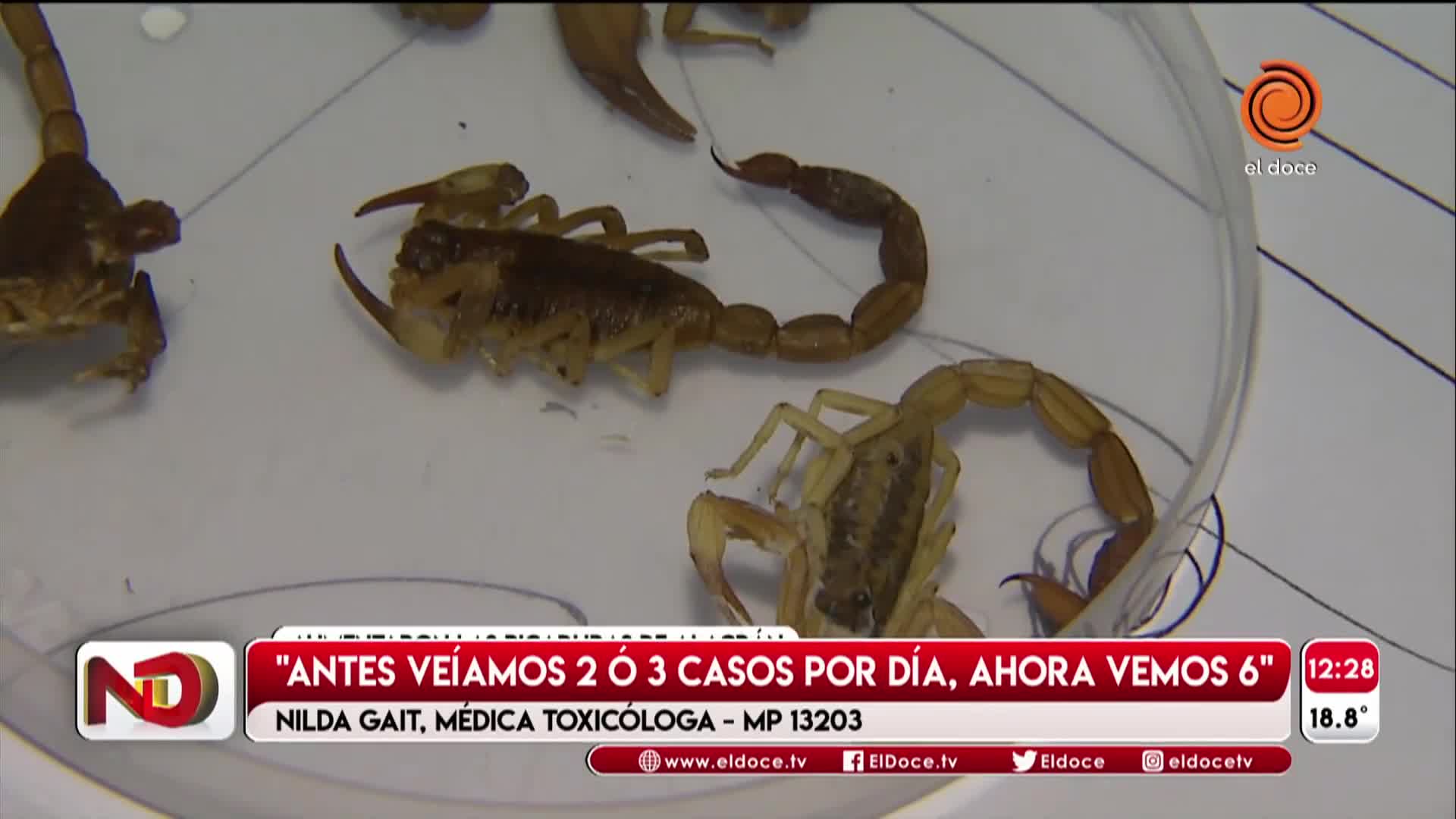 Aumentaron las picaduras de alacranes