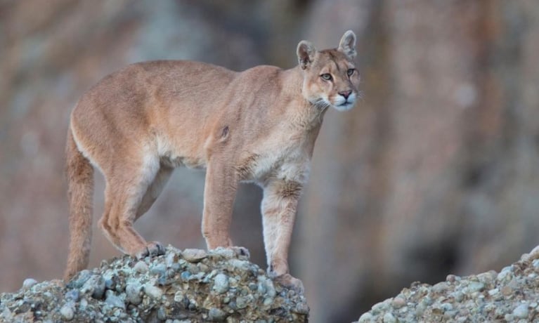 Una familia cordobesa fue acechada por un puma mientras caminaba por El Chaltén