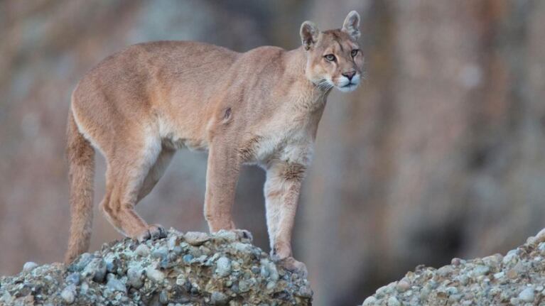 Una familia cordobesa fue acechada por un puma mientras caminaba por El Chaltén