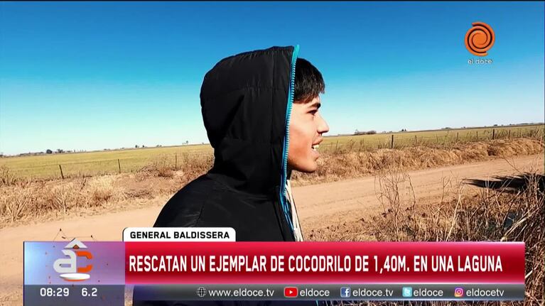Al rescate de un yacaré en lagunas de Córdoba