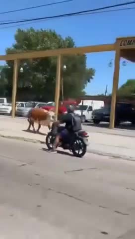 Vaca suelta en el conurbano bonarense 