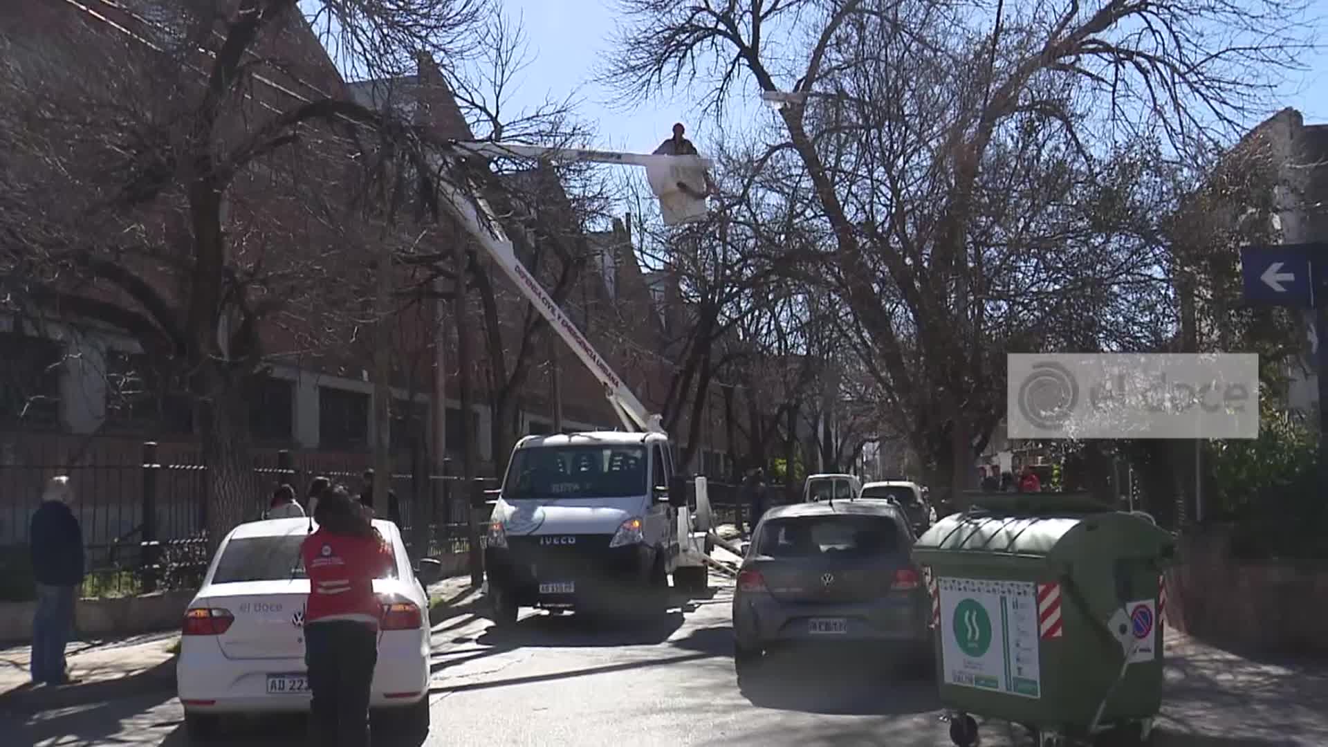 Una mujer debió ser rescatada de un árbol junto a su gata