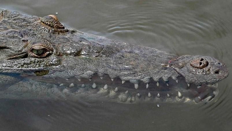 Fue sorprendido por un cocodrilo mientras se refrescaba en el río