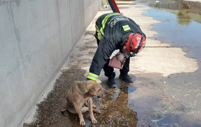 Rescataron a un perrito que estaba atrapado en un desagüe
