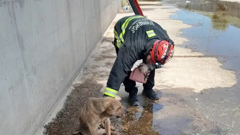 Rescataron a un perrito que estaba atrapado en un desagüe