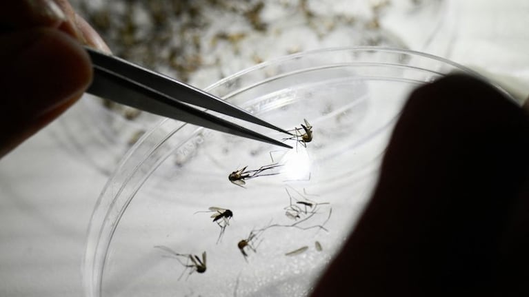 Científicos cordobeses del Conicet estudian cómo eliminar el dengue