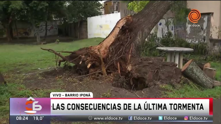 El drama de una  vecina que no puede sacar un árbol caído