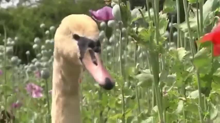 Cisnes drogados que no pueden volar en Eslovaquia