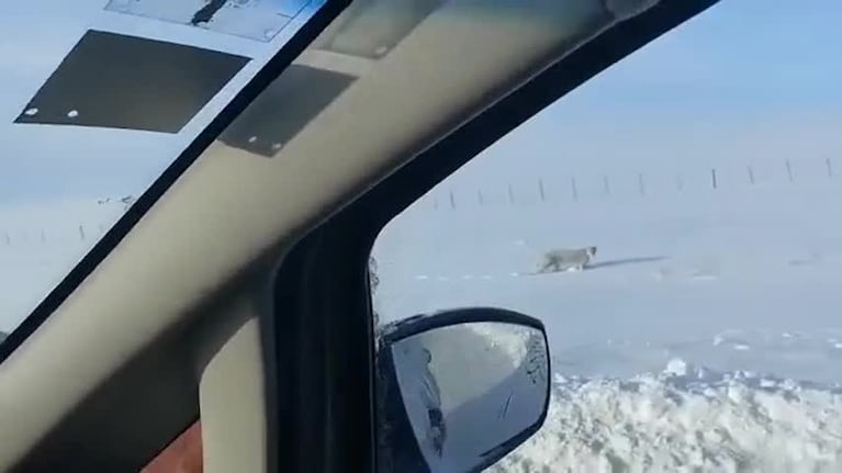 Filmaron tres pumas jugando en la nieve