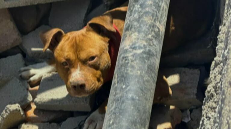 El estado de salud de los hermanos atacados por un pitbull en la casa de su abuela