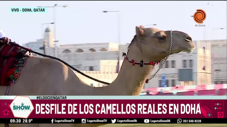 El Doce en Qatar disfrutó del paseo de camellos del Emir