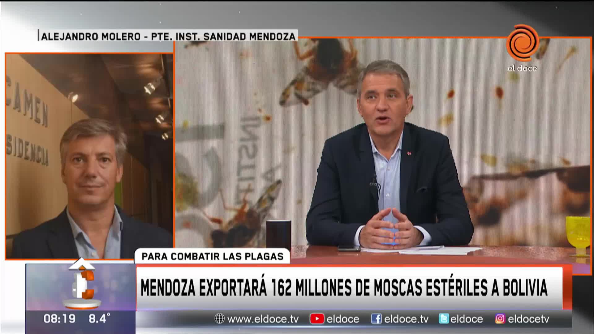 Mendoza exportará moscas a Bolivia