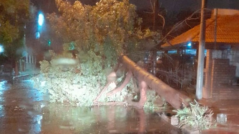 Hubo varios árboles caídos en la ciudad de Córdoba.