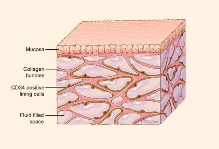 Identifican un órgano poco conocido en el cuerpo humano