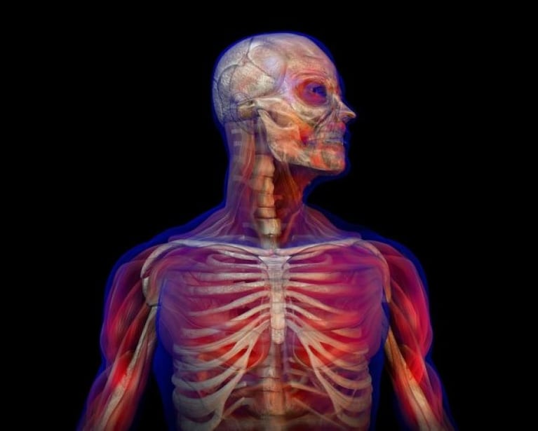 Identifican un órgano poco conocido en el cuerpo humano