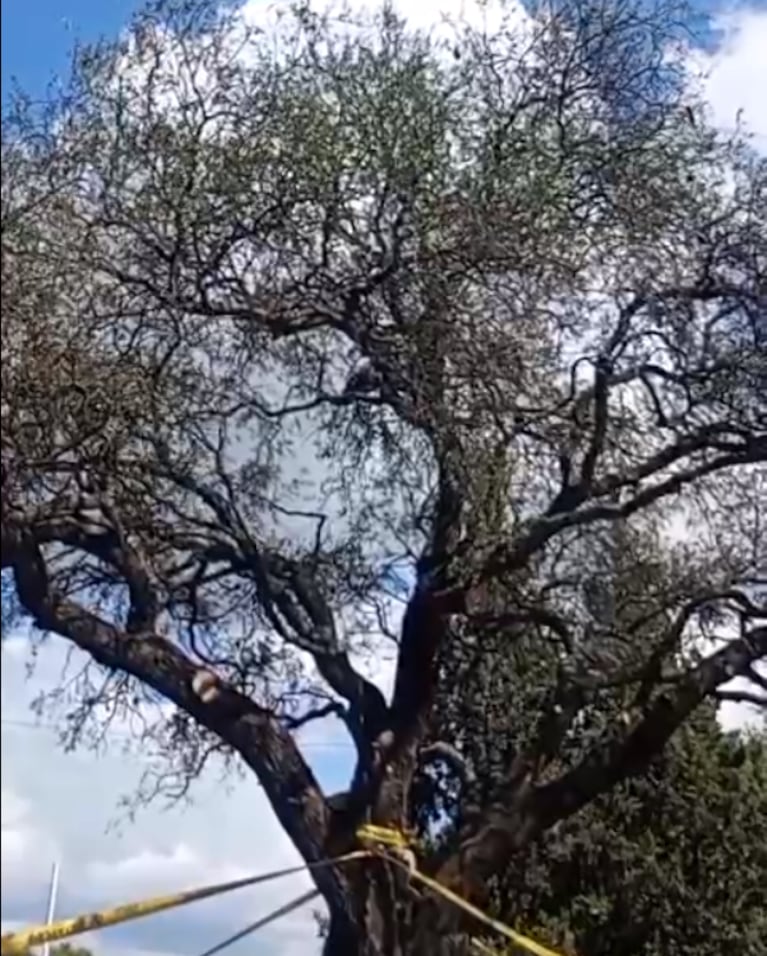 Imagen difundida por la Municipalidad de Villa Allende.