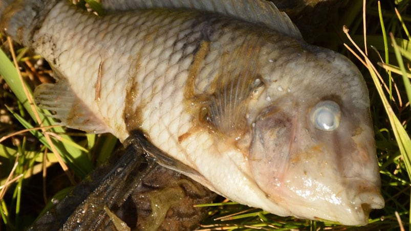 Imagen repetida: el número de peces muertos supera los 500.