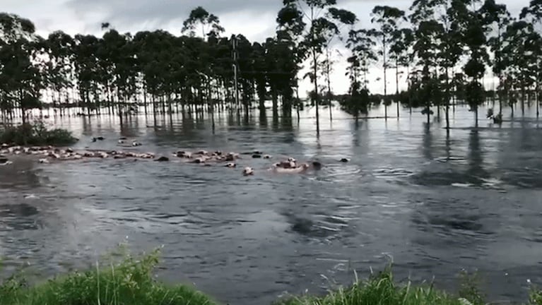 Imágenes impactantes de las inundaciones: decenas de vacas son arrastradas por la corriente
