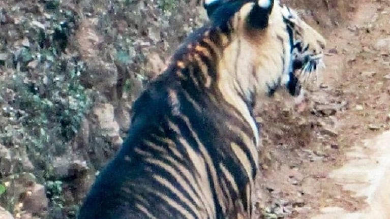 Impactante: fotografiaron a un tigre negro, un animal al borde de la extinción