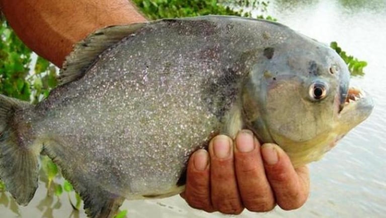 Impactante video: así atacan las palometas en el Río Paraná