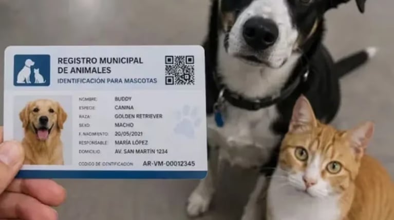 Implementan DNI para mascotas (Imagen ilustrativa)