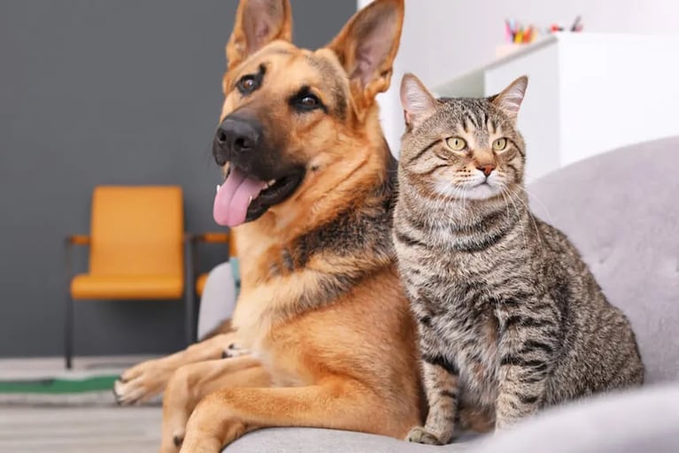 Implementan DNI para perros y gatos en una ciudad de Córdoba.