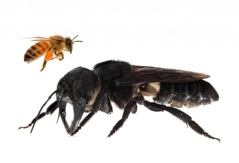 ¡Impresionante! Hallaron a la abeja más grande del mundo en Indonesia
